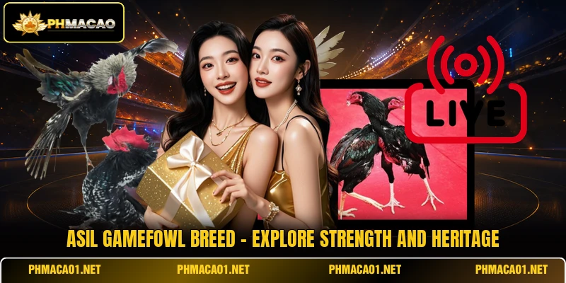 Asil Gamefowl Breed - Explore Strength And Heritage