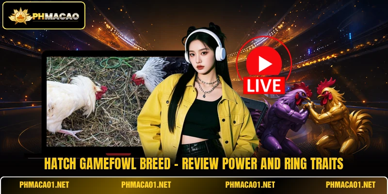 Hatch Gamefowl Breed - Review Power And Ring Traits