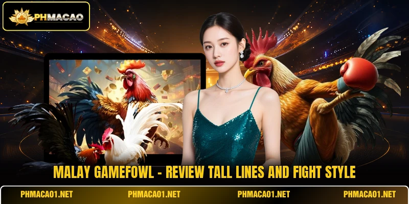 Malay Gamefowl - Review Tall Lines And Fight Style
