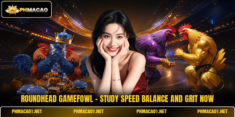 Roundhead Gamefowl - Study Speed Balance And Grit Now