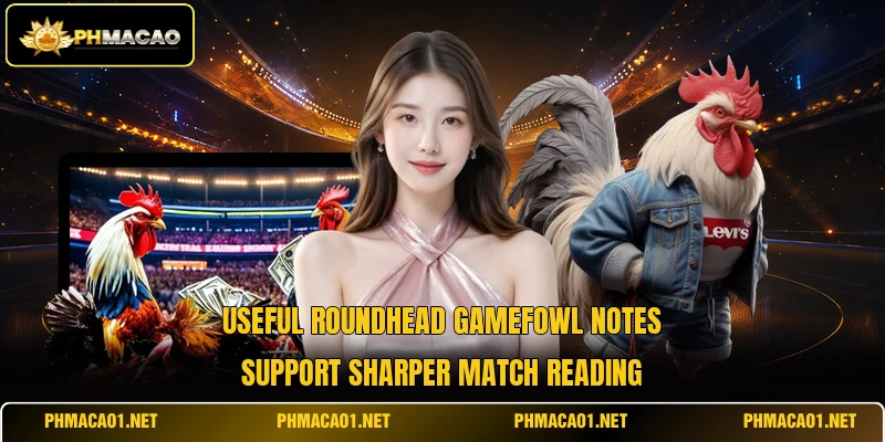 Useful Roundhead gamefowl notes support sharper match reading